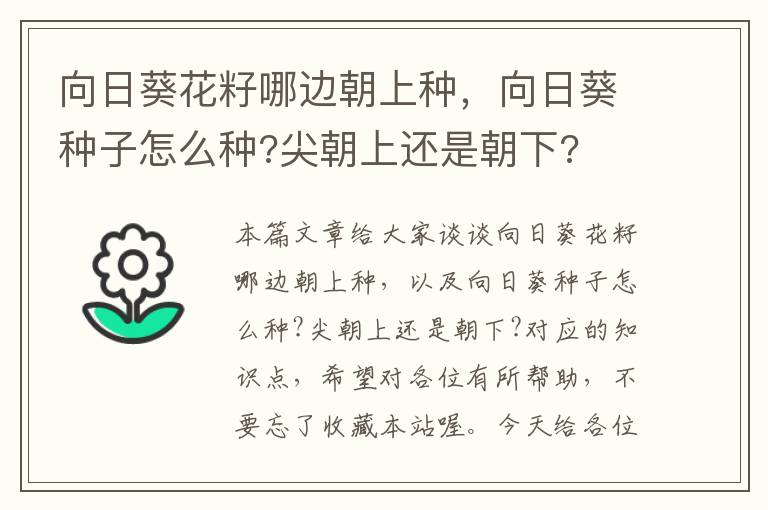 向日葵花籽哪边朝上种，向日葵种子怎么种?尖朝上还是朝下?