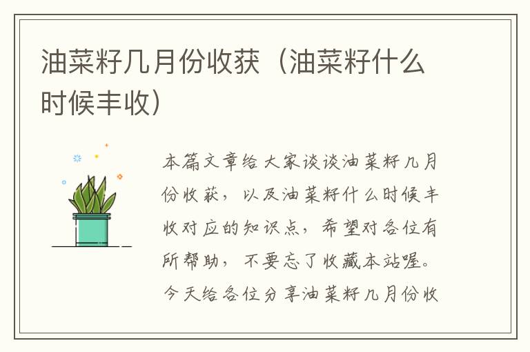 油菜籽几月份收获（油菜籽什么时候丰收）