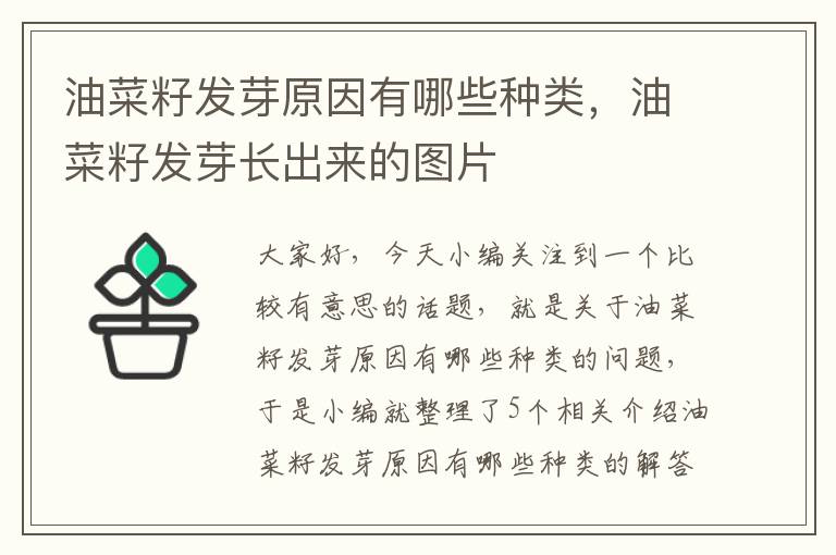 油菜籽发芽原因有哪些种类，油菜籽发芽长出来的图片