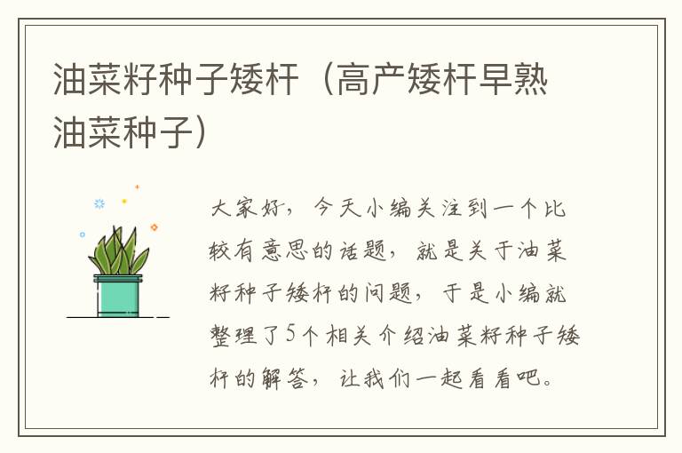 油菜籽种子矮杆（高产矮杆早熟油菜种子）