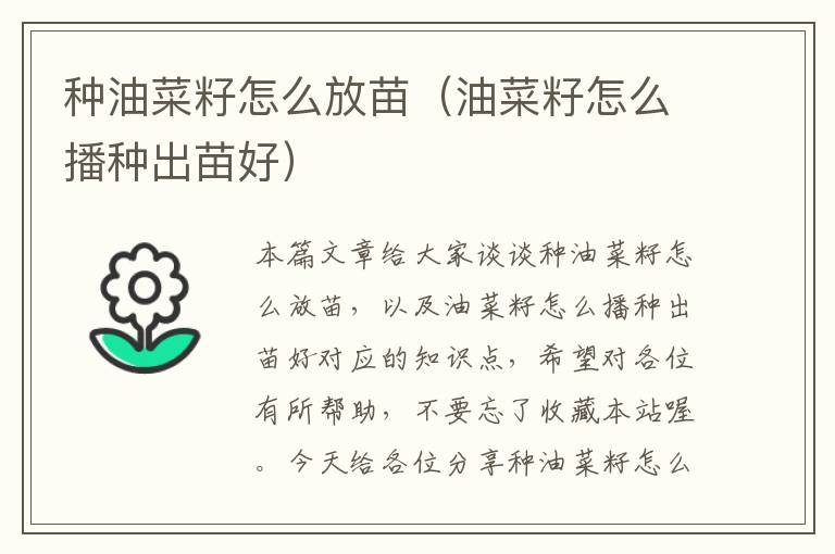 种油菜籽怎么放苗（油菜籽怎么播种出苗好）