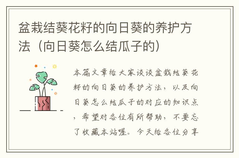 盆栽结葵花籽的向日葵的养护方法（向日葵怎么结瓜子的）