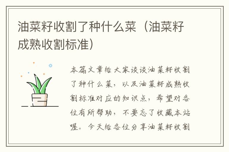 油菜籽收割了种什么菜（油菜籽成熟收割标准）