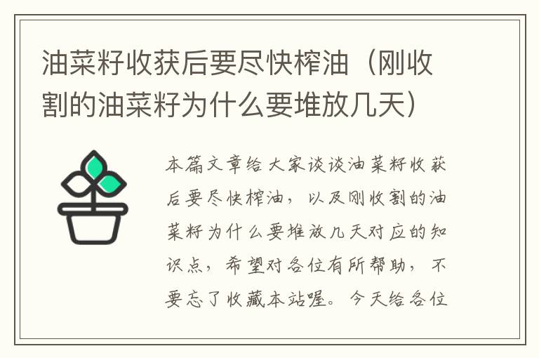 油菜籽收获后要尽快榨油（刚收割的油菜籽为什么要堆放几天）