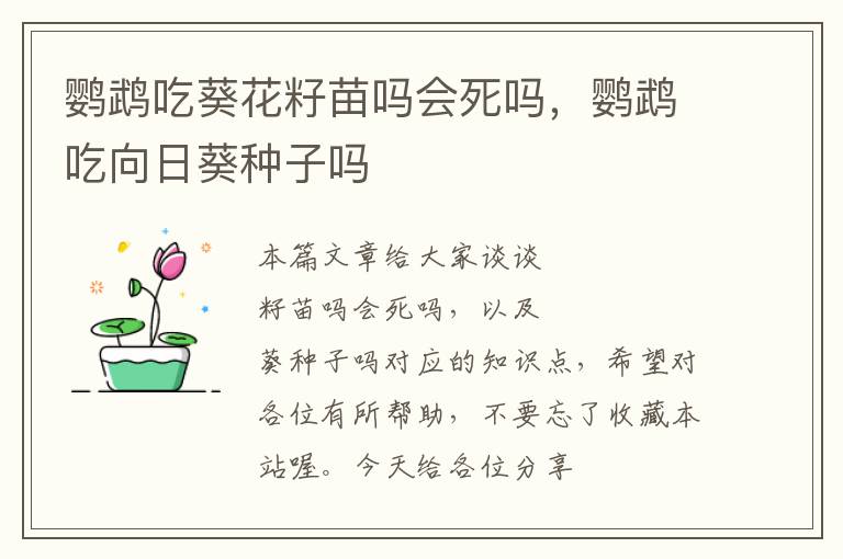 鹦鹉吃葵花籽苗吗会死吗，鹦鹉吃向日葵种子吗