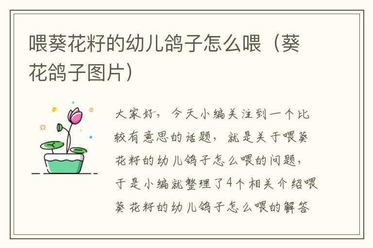 喂葵花籽的幼儿鸽子怎么喂（葵花鸽子图片）