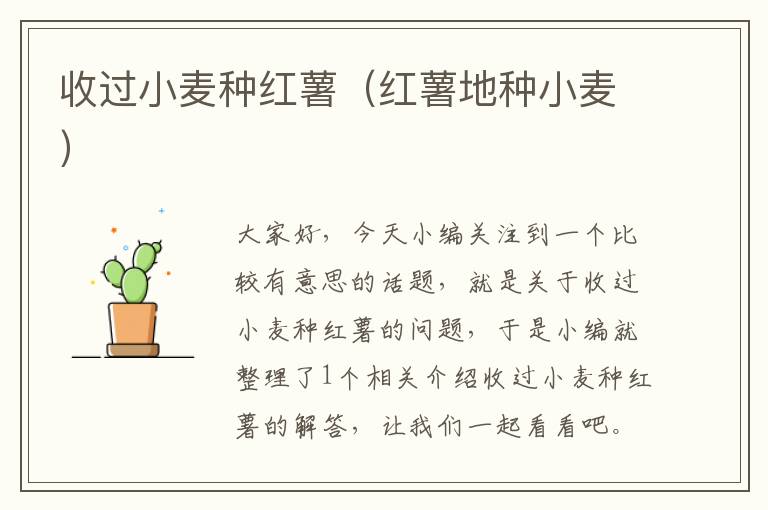 收过小麦种红薯（红薯地种小麦）