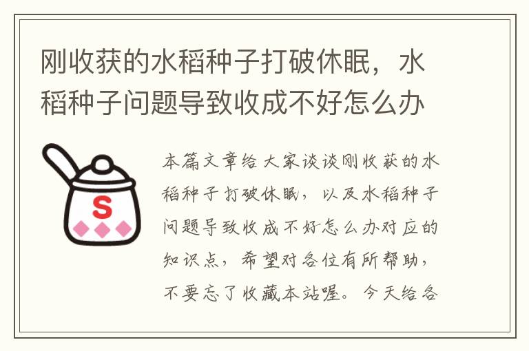 刚收获的水稻种子打破休眠，水稻种子问题导致收成不好怎么办