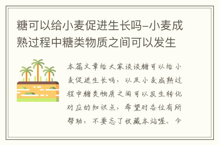 糖可以给小麦促进生长吗-小麦成熟过程中糖类物质之间可以发生转化