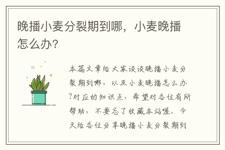 晚播小麦分裂期到哪，小麦晚播怎么办?