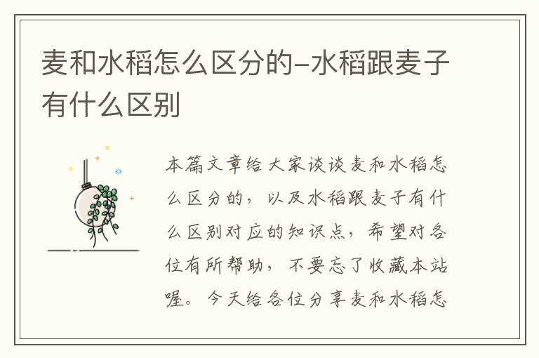 麦和水稻怎么区分的-水稻跟麦子有什么区别