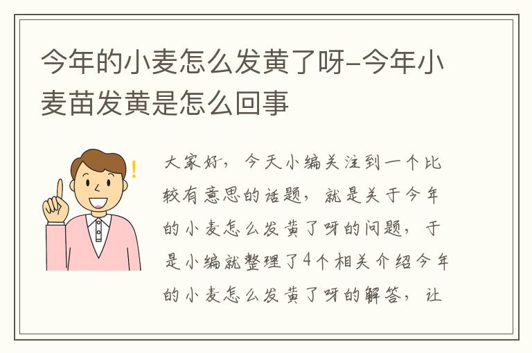 今年的小麦怎么发黄了呀-今年小麦苗发黄是怎么回事