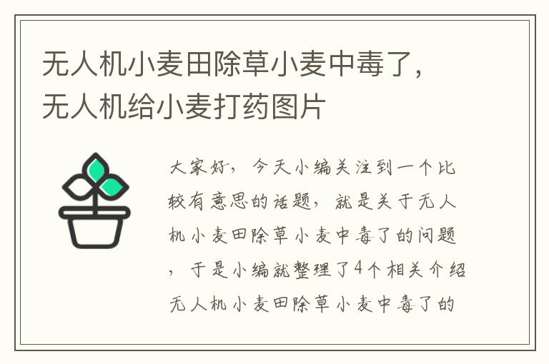 无人机小麦田除草小麦中毒了，无人机给小麦打药图片