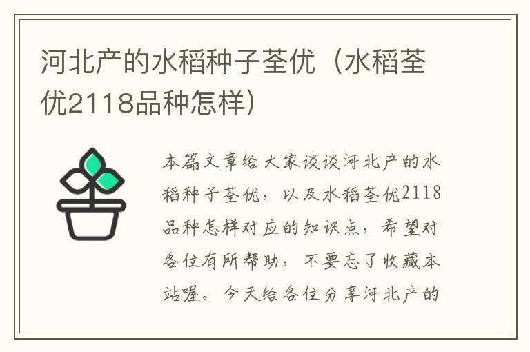 河北产的水稻种子荃优（水稻荃优2118品种怎样）