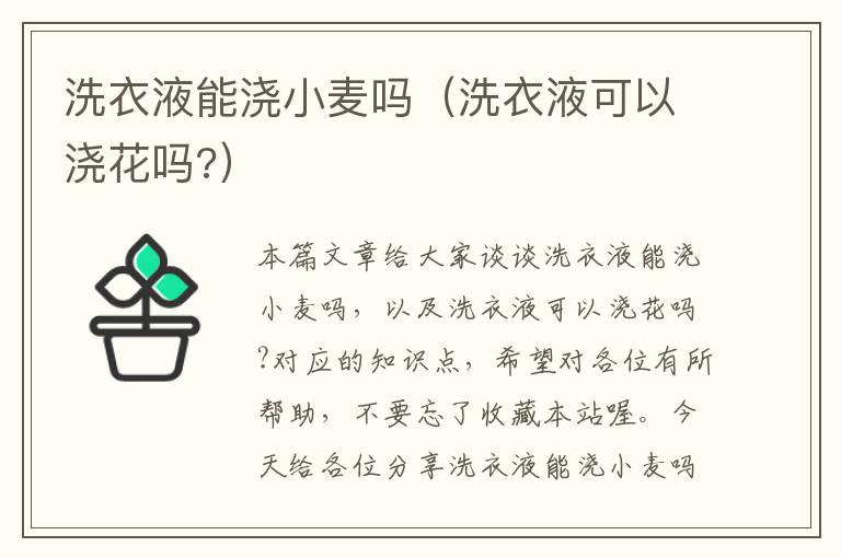 洗衣液能浇小麦吗（洗衣液可以浇花吗?）