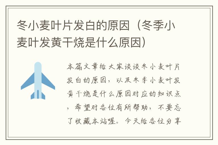 冬小麦叶片发白的原因（冬季小麦叶发黄干烧是什么原因）