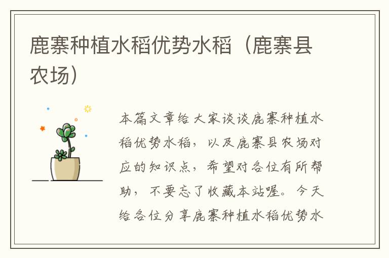 鹿寨种植水稻优势水稻（鹿寨县农场）