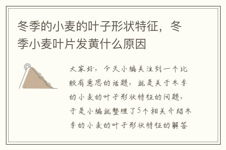 冬季的小麦的叶子形状特征，冬季小麦叶片发黄什么原因