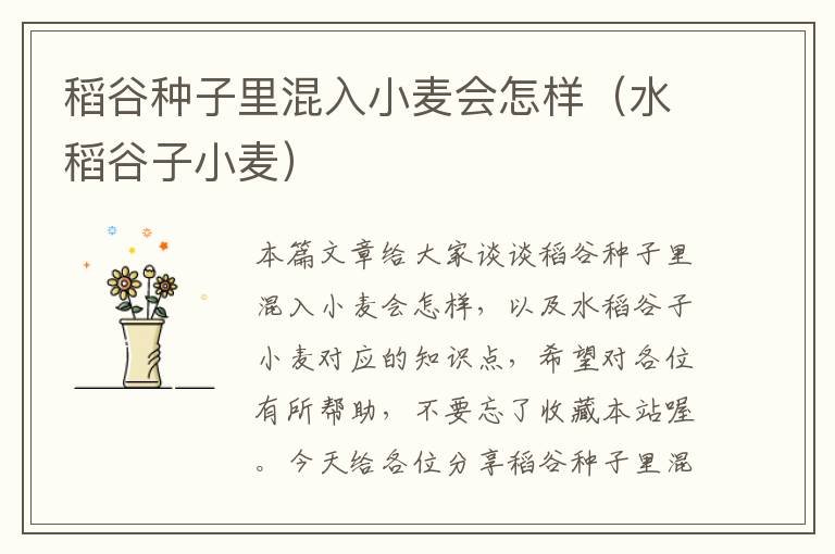 稻谷种子里混入小麦会怎样（水稻谷子小麦）