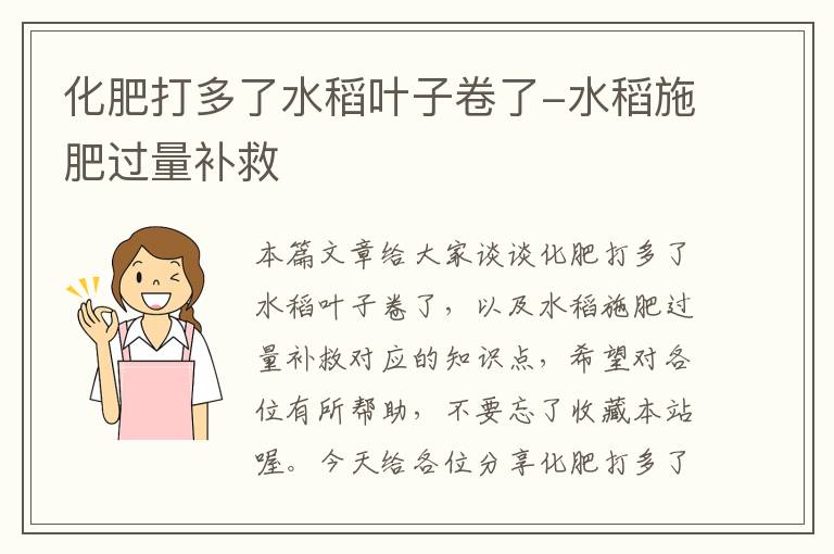 化肥打多了水稻叶子卷了-水稻施肥过量补救