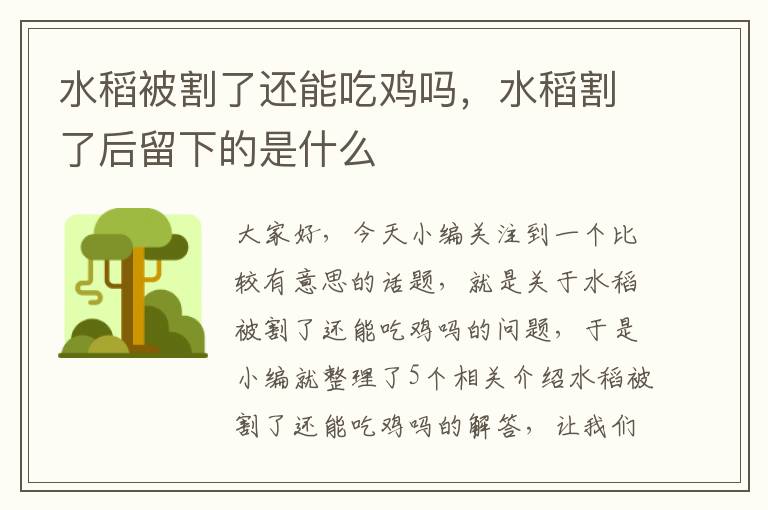 水稻被割了还能吃鸡吗，水稻割了后留下的是什么