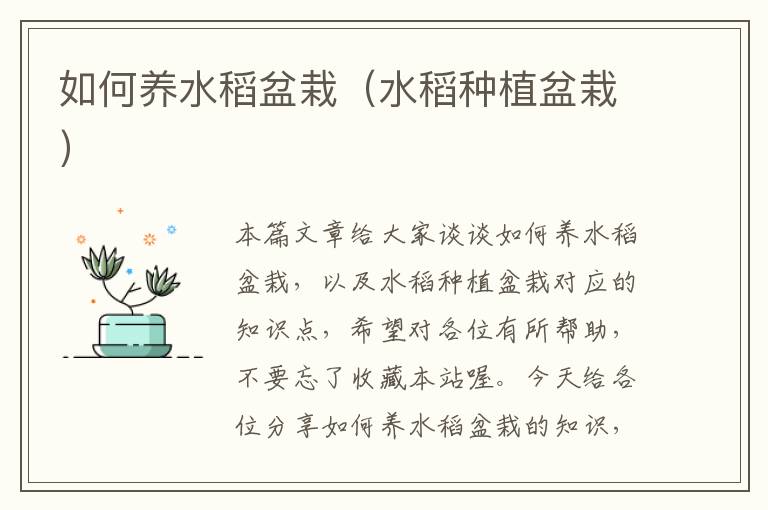 如何养水稻盆栽（水稻种植盆栽）