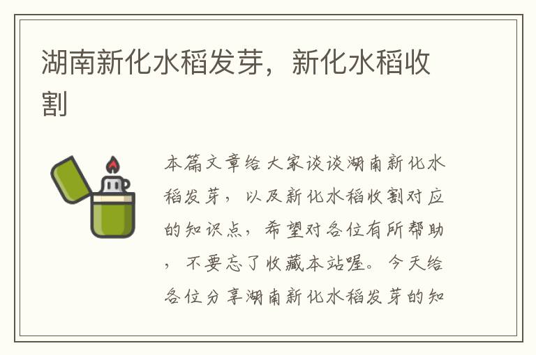 湖南新化水稻发芽，新化水稻收割