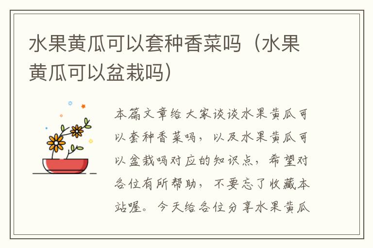 水果黄瓜可以套种香菜吗（水果黄瓜可以盆栽吗）