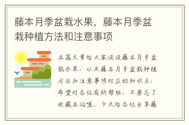 藤本月季盆栽水果，藤本月季盆栽种植方法和注意事项