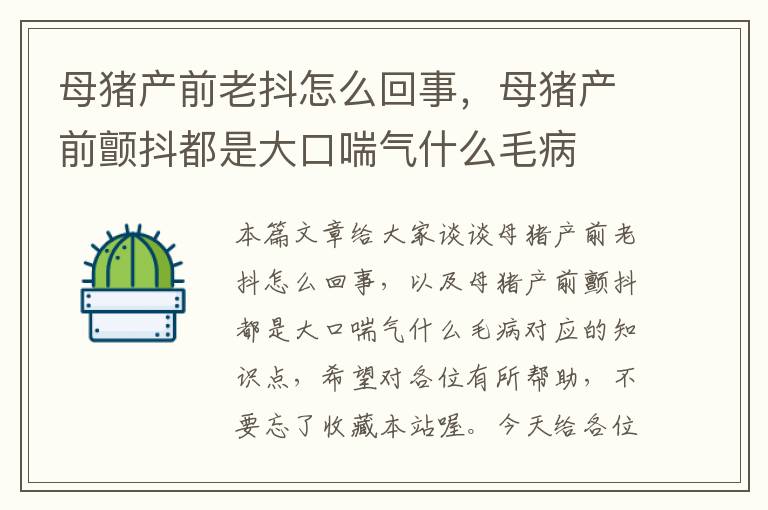 母猪产前老抖怎么回事，母猪产前颤抖都是大口喘气什么毛病