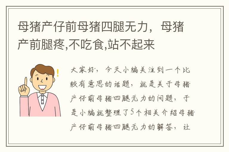 母猪产仔前母猪四腿无力，母猪产前腿疼,不吃食,站不起来