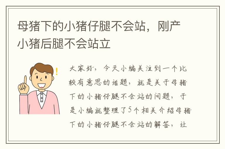 母猪下的小猪仔腿不会站，刚产小猪后腿不会站立