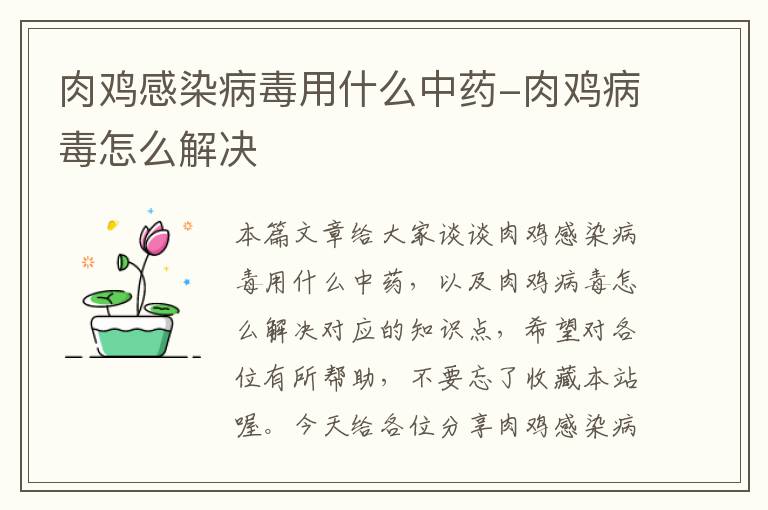 肉鸡感染病毒用什么中药-肉鸡病毒怎么解决