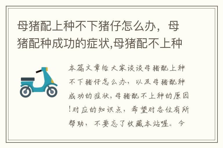 母猪配上种不下猪仔怎么办，母猪配种成功的症状,母猪配不上种的原因!