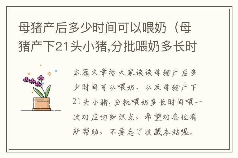 母猪产后多少时间可以喂奶（母猪产下21头小猪,分批喂奶多长时间喂一次）