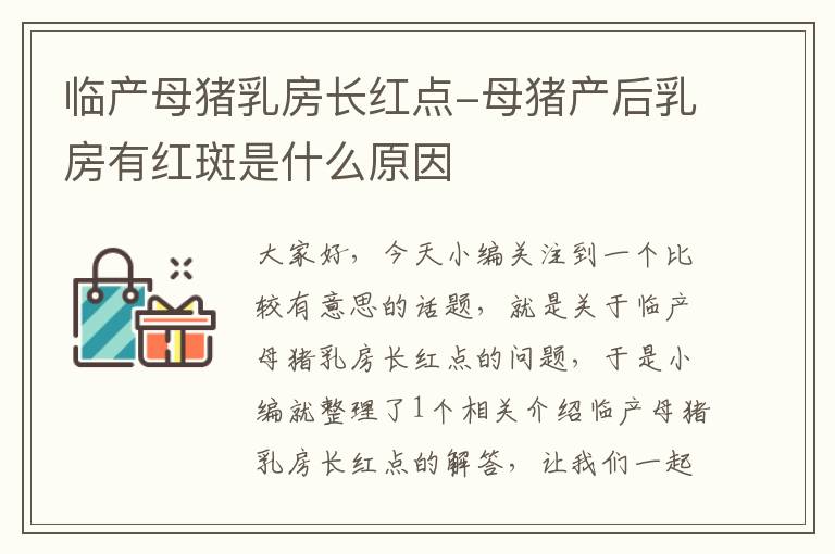 临产母猪乳房长红点-母猪产后乳房有红斑是什么原因