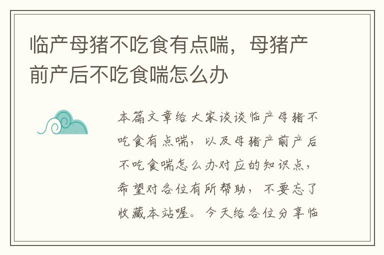 临产母猪不吃食有点喘，母猪产前产后不吃食喘怎么办