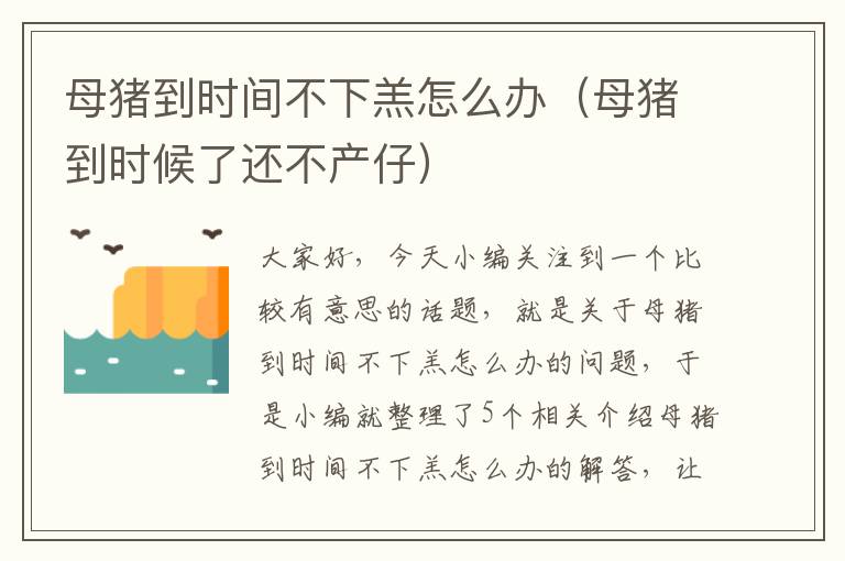 母猪到时间不下羔怎么办（母猪到时候了还不产仔）