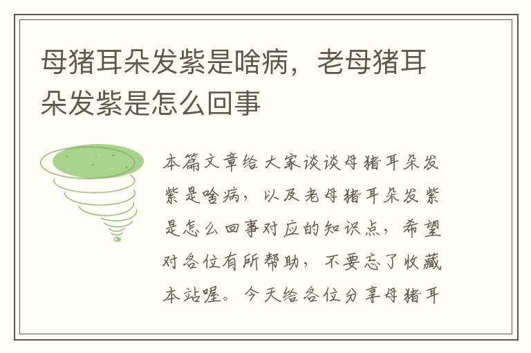 母猪耳朵发紫是啥病，老母猪耳朵发紫是怎么回事