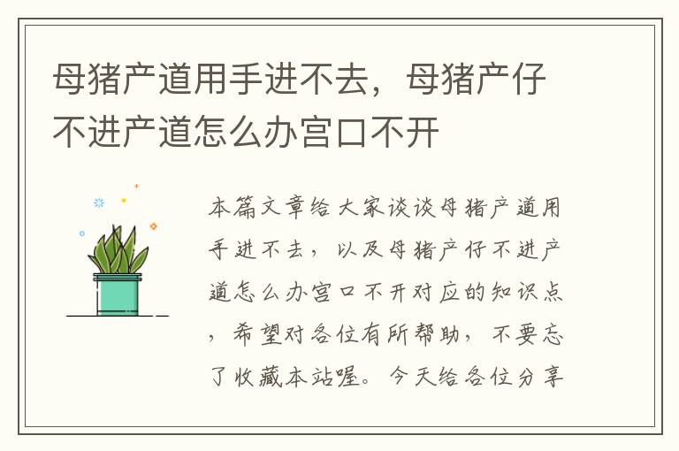 母猪产道用手进不去，母猪产仔不进产道怎么办宫口不开