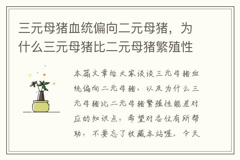 三元母猪血统偏向二元母猪，为什么三元母猪比二元母猪繁殖性能差