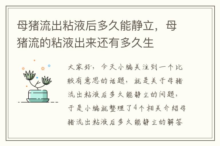 母猪流出粘液后多久能静立，母猪流的粘液出来还有多久生