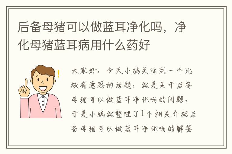 后备母猪可以做蓝耳净化吗，净化母猪蓝耳病用什么药好